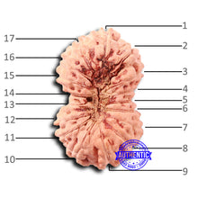 Load image into Gallery viewer, 17 Mukhi Rudraksha from Indonesia - Bead No. 203