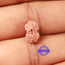 Load image into Gallery viewer, 17 Mukhi Rudraksha from Indonesia - Bead No. 203
