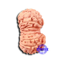 Load image into Gallery viewer, 17 Mukhi Rudraksha from Indonesia - Bead No. 203