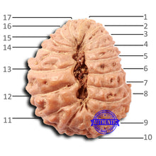 Load image into Gallery viewer, 17 Mukhi Rudraksha from Indonesia - Bead No. 205