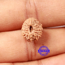 Load image into Gallery viewer, 17 Mukhi Rudraksha from Indonesia - Bead No. 205
