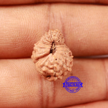 Load image into Gallery viewer, 17 Mukhi Rudraksha from Indonesia - Bead No. 208
