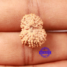 Load image into Gallery viewer, 17 Mukhi Rudraksha from Indonesia - Bead No. 209