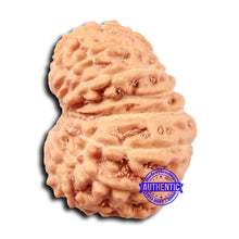 Load image into Gallery viewer, 17 Mukhi Rudraksha from Indonesia - Bead No. 209