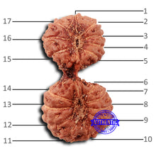 Load image into Gallery viewer, 17 Mukhi Gaurishankar Rudraksha from Indonesia - Bead No. 210