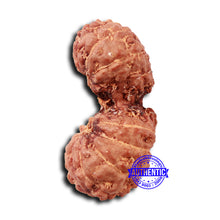 Load image into Gallery viewer, 17 Mukhi Gaurishankar Rudraksha from Indonesia - Bead No. 210
