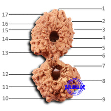 Load image into Gallery viewer, 17 Mukhi Gaurishankar Rudraksha from Indonesia - Bead No. 211