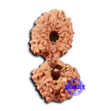 Load image into Gallery viewer, 17 Mukhi Gaurishankar Rudraksha from Indonesia - Bead No. 211
