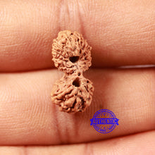 Load image into Gallery viewer, 17 Mukhi Gaurishankar Rudraksha from Indonesia - Bead No. 211