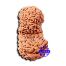 Load image into Gallery viewer, 17 Mukhi Gaurishankar Rudraksha from Indonesia - Bead No. 211