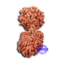 Load image into Gallery viewer, 17 Mukhi Gaurishankar Rudraksha from Indonesia - Bead No. 212