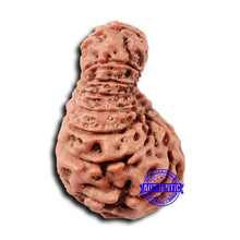 Load image into Gallery viewer, 17 Mukhi Rudraksha from Indonesia - Bead No. 214
