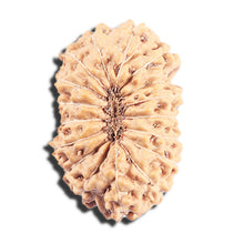 Load image into Gallery viewer, 17 Mukhi Rudraksha from Indonesia - Bead No. 223