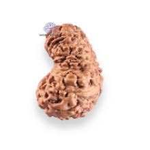 Load image into Gallery viewer, 17 Mukhi Rudraksha from Indonesia - Bead No. 253