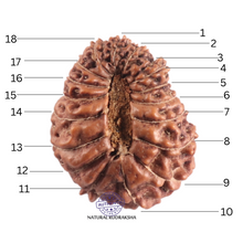 Load image into Gallery viewer, 17 Mukhi Rudraksha from Indonesia - Bead No. 254