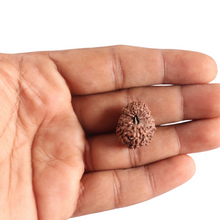 Load image into Gallery viewer, 17 Mukhi Rudraksha from Indonesia - Bead No. 254