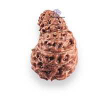 Load image into Gallery viewer, 17 Mukhi Rudraksha from Indonesia - Bead No. 254
