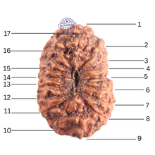 Load image into Gallery viewer, 17 Mukhi Rudraksha from Indonesia - Bead No. 255