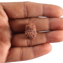 Load image into Gallery viewer, 17 Mukhi Rudraksha from Indonesia - Bead No. 255