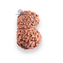 Load image into Gallery viewer, 17 Mukhi Rudraksha from Indonesia - Bead No. 255