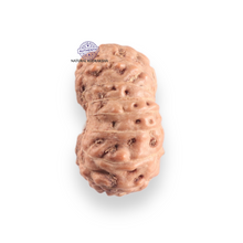 Load image into Gallery viewer, 17 Mukhi Rudraksha from Indonesia - Bead No. 256