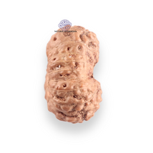 Load image into Gallery viewer, 17 Mukhi Rudraksha from Indonesia - Bead No. 256