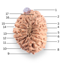 Load image into Gallery viewer, 17 Mukhi Rudraksha from Indonesia - Bead No. 257