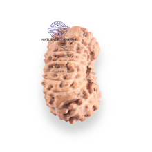 Load image into Gallery viewer, 17 Mukhi Rudraksha from Indonesia - Bead No. 257