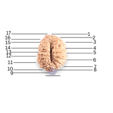Load image into Gallery viewer, 17 Mukhi Rudraksha from Indonesia - Bead No. 258