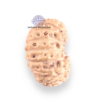 Load image into Gallery viewer, 17 Mukhi Rudraksha from Indonesia - Bead No. 258