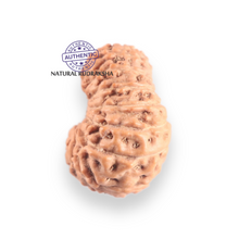 Load image into Gallery viewer, 17 Mukhi Rudraksha from Indonesia - Bead No. 259