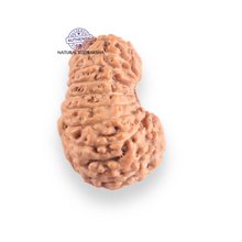 Load image into Gallery viewer, 17 Mukhi Rudraksha from Indonesia - Bead No. 259