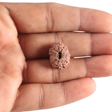 Load image into Gallery viewer, 17 Mukhi Rudraksha from Indonesia - Bead No. 260