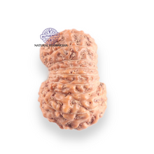 Load image into Gallery viewer, 17 Mukhi Rudraksha from Indonesia - Bead No. 261