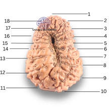 Load image into Gallery viewer, 17 Mukhi Rudraksha from Indonesia - Bead No. 262