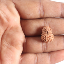 Load image into Gallery viewer, 17 Mukhi Rudraksha from Indonesia - Bead No. 262