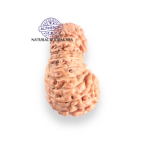 Load image into Gallery viewer, 17 Mukhi Rudraksha from Indonesia - Bead No. 262