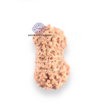 Load image into Gallery viewer, 17 Mukhi Rudraksha from Indonesia - Bead No. 263