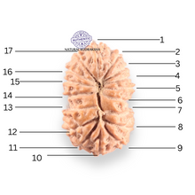 Load image into Gallery viewer, 17 Mukhi Rudraksha from Indonesia - Bead No. 264
