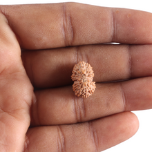 Load image into Gallery viewer, 17 Mukhi Rudraksha from Indonesia - Bead No. 264