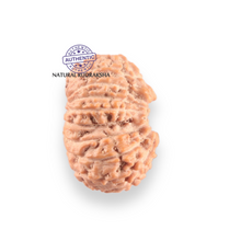 Load image into Gallery viewer, 17 Mukhi Rudraksha from Indonesia - Bead No. 264