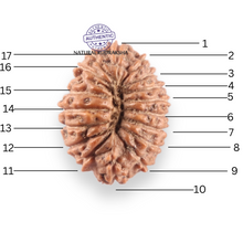 Load image into Gallery viewer, 17 Mukhi Rudraksha from Indonesia - Bead No. 265