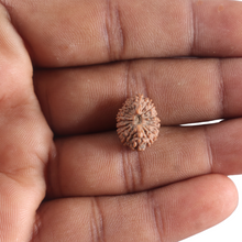 Load image into Gallery viewer, 17 Mukhi Rudraksha from Indonesia - Bead No. 175