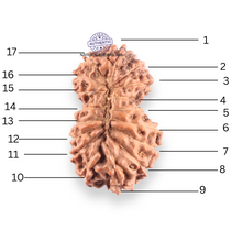 Load image into Gallery viewer, 17 Mukhi Gaurishankar Rudraksha from Indonesia - Bead No. 266