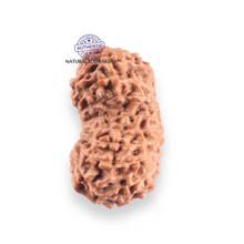 Load image into Gallery viewer, 17 Mukhi Gaurishankar Rudraksha from Indonesia - Bead No. 266