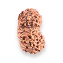Load image into Gallery viewer, 17 Mukhi Gaurishankar Rudraksha from Indonesia - Bead No. 266