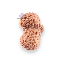 Load image into Gallery viewer, 17 Mukhi Gaurishankar Rudraksha from Indonesia - Bead No. 270