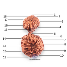 Load image into Gallery viewer, 17 Mukhi Gaurishankar Rudraksha from Indonesia - Bead No. 268