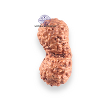 Load image into Gallery viewer, 17 Mukhi Gaurishankar Rudraksha from Indonesia - Bead No. 269