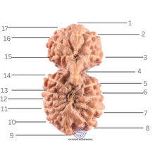 Load image into Gallery viewer, 17 Mukhi Gaurishankar Rudraksha from Indonesia - Bead No. 270